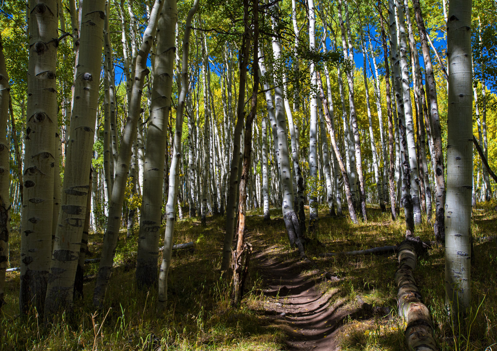 09_24_19 crested butte0289.jpg